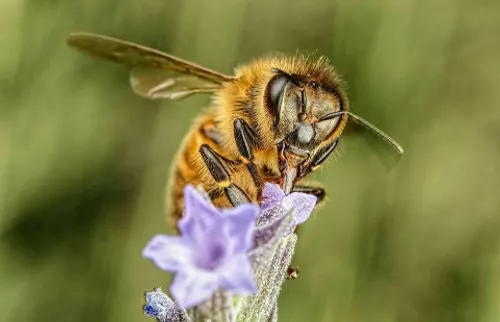 ⤵ زنبور عسل با گل مأنوس است...