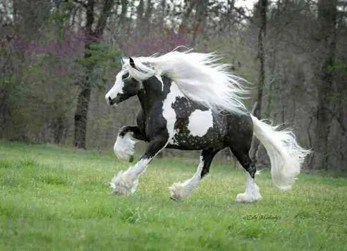 عجب اسب خوشکلی!!!
