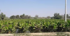 باغهای موز در زرآباد سیستان و بلوچستان