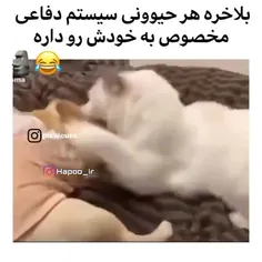 از صلاح هسته ای استفاده کرد😂😂😂