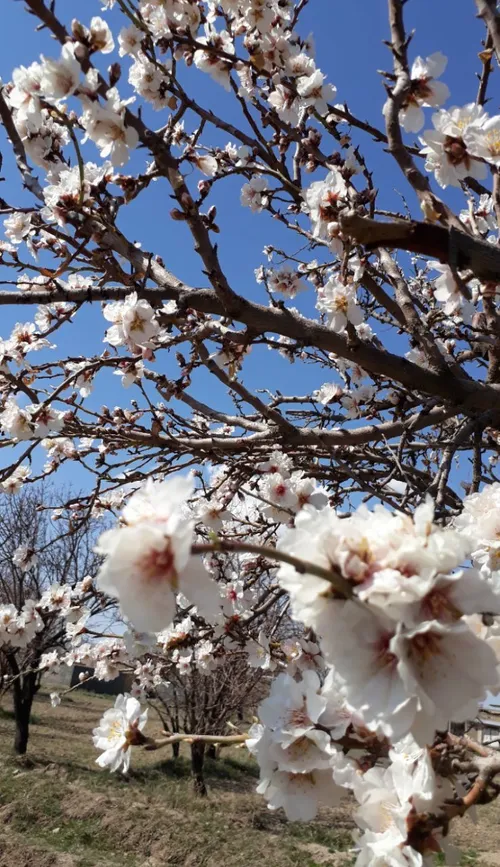 یک تاجر آمریکایی نزدیک یک روستای مکزیک ایستاده بود. در هم