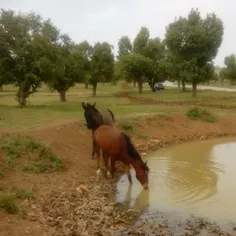 طبیعت زیبای دینارکوه ابدانان