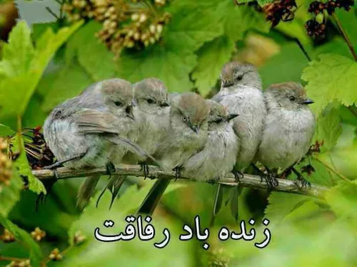 گروه سرودشونه..