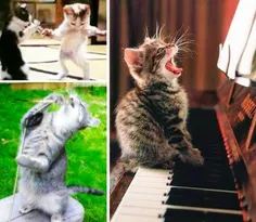 عاشق اون گربه ای هستم که داره پیانو میزنه,اصلا یه جذبه ی 