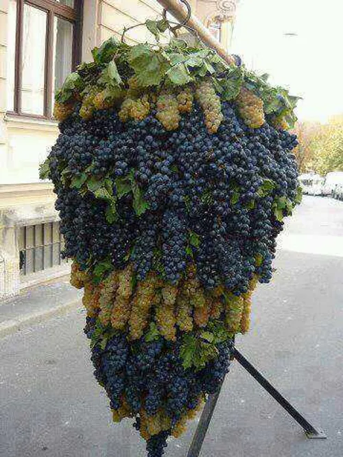 سلام دوستان ویسگونی بفرمایید انگور