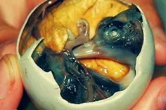 در فیلیپین تخم اردکی که آماده جوجه شدن است قبل از اینکه ج