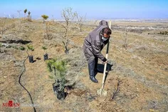 رکورد گینس کاشت ۱۰۰ هزار درخت در ایران شکست.