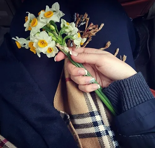 گل من : گل نرگس
