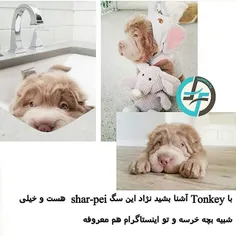 #dog#tonkey#petfarsifacts