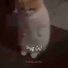 خب جیهوپ راس میگه🥹🐈