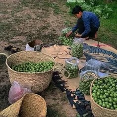 A teenage vendor sorts greengages into plastic bags to se