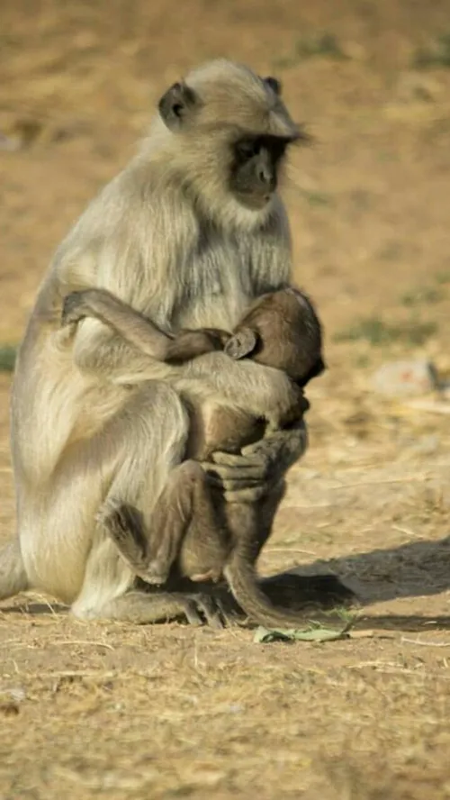 غیرت میمون ماده مثل یه مادر واقعی می مونه