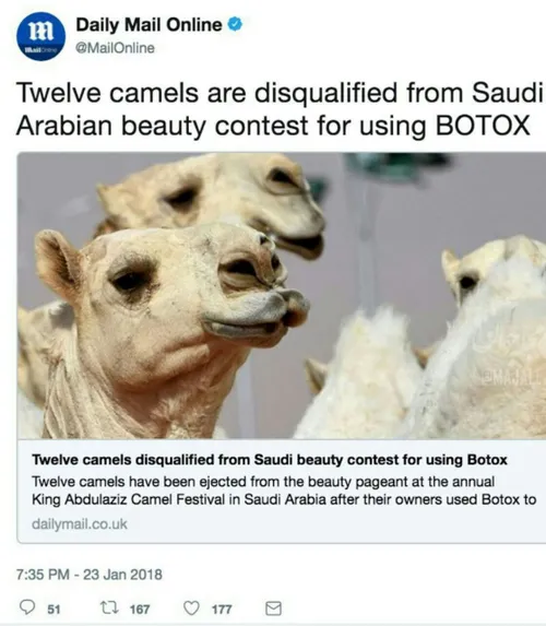 جالب بدونید در عربستان 12 نفر شتر به دلیل انجام عمل زیبای