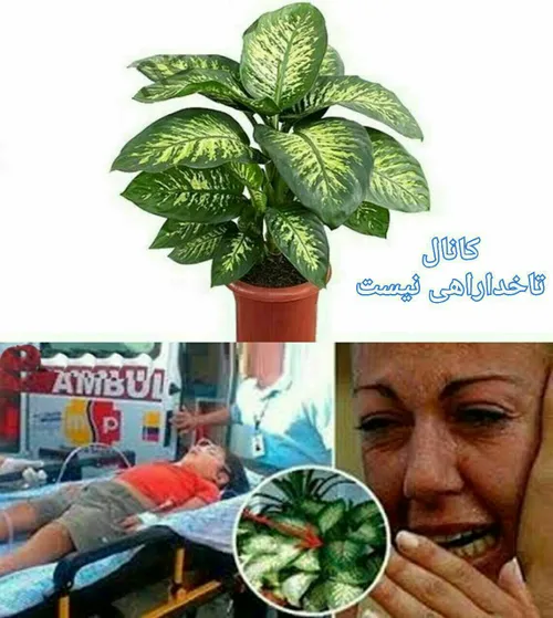 اگر کسی یک تکه از برگ "دیفن باخیا" را بجود، اگر کودک باشد