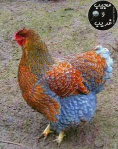 خیلی خوشگله