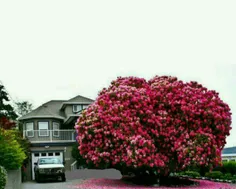 درخت رودودندرون (Rhododendron) با عمر بیش از 125 سال. کان
