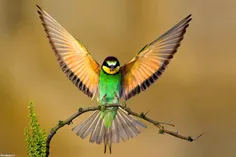 تصویری زیبا از پرنده ای زیبا