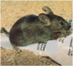 موش هاتقریبا از هر روزنه به اندازه سرشان میتوانند عبور کن