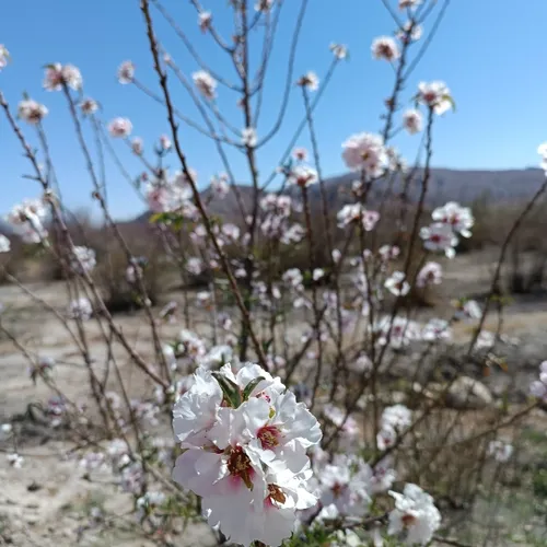 Theflower,Prunusdulcis