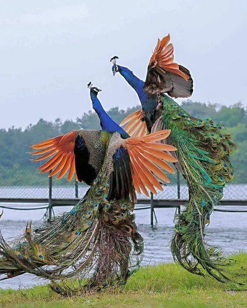 طبیعت زیبا پرندگان طاووس