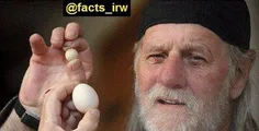 مرغی در بریتانیا رکورد کوچکترین تخم مرغ جهان را شکست.مرغی