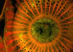 عکس میکروسکوپی از دانه ی انگور