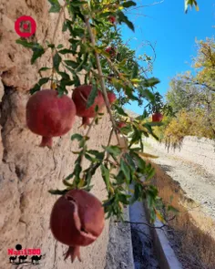 این روزها دلم خونِ خون است،