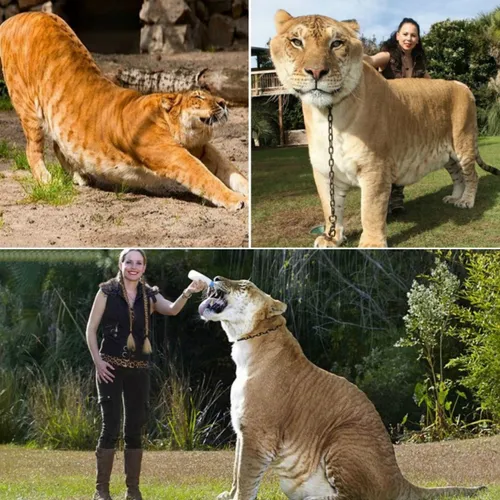 لایگر Lion + Tiger = Liger یا شیببر جانوری دورگه میان شیر