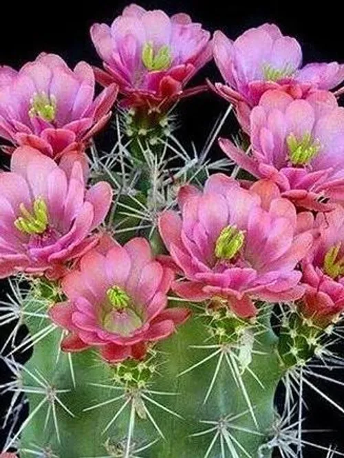 طبیعت زیبا گل زیبا کاکتوس ،