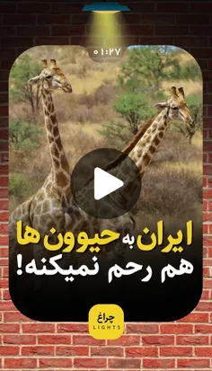 ⁉️ ایران به حیوون‌ها هم رحم نمیکنه؟