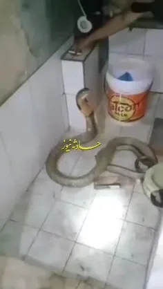 حمام کردن مار را مشاهده کنید 🐍😱