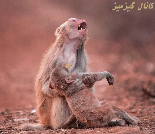 عکس ناله میمون مادر در غم مرگ فرزند