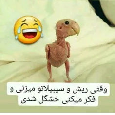 ترکیدم