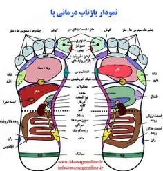 سلامت و تندرستی shokoofehbahmaei 15127587