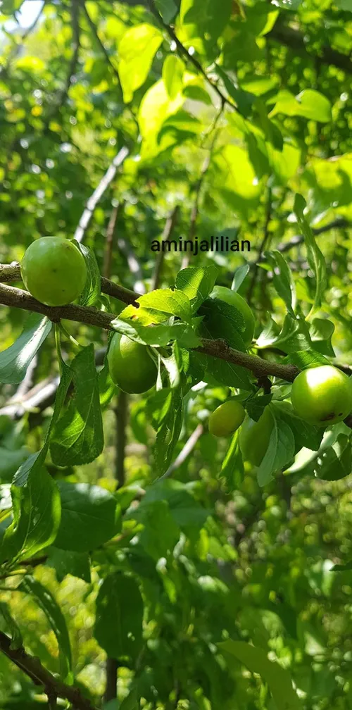 بزرگوارتر از آن باش که برنجی...