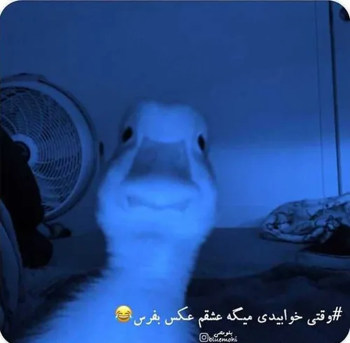 عینه حقیقته😂🙄😂