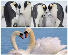 قو و پنگوئن امپراطور، تنها موجودات تک همسری هستند. آنها د