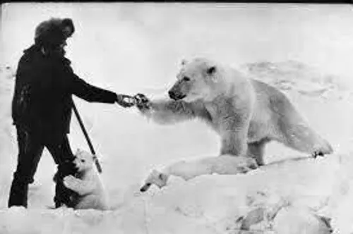 خرس قطبىِ مادر به همراه دو فرزندش از شدت گرسنگى به یک كمپ