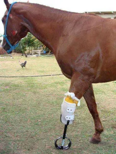 این اسب مصدوم را به جای کشتن اینگونه مداواش کردند