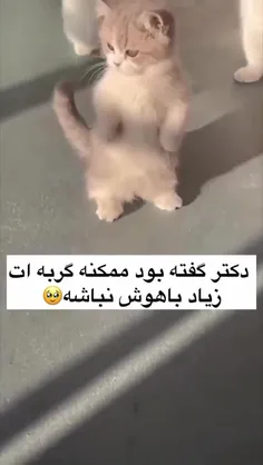 این دیگ تویه یه لول دیگس😂