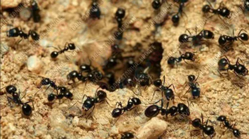 مورچه ها از بوی دارچین متنفرن