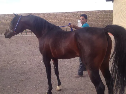 نژاد اسب عرب واقعا زیباست ...