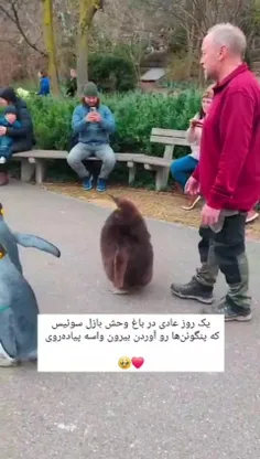 پنگوئن هارو آوردن بیرون واسه پیاده روی