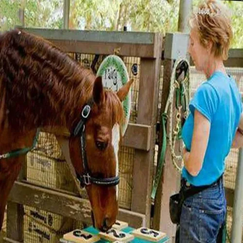 این اسب میتواند تا 19 عدد را تشخیص داده و مشخص کند و رکور