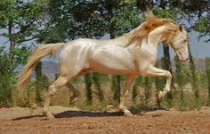 گران ترین اسب جهان