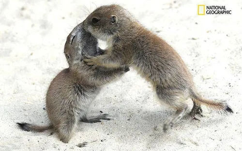 سنجابها تنها حیواناتی هستند که در زمان دیدار با یکدیگر ، 