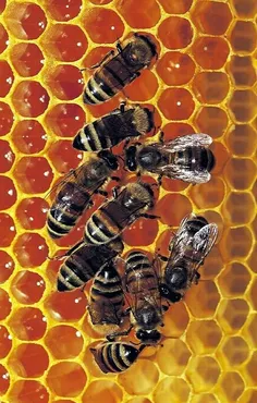 #زنبور-عسل