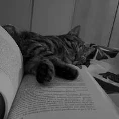ولی رابطه ای ک بین نویسنده ها و گربه ها هست بین هیچ جانور
