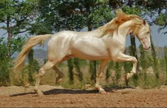 گرون ترین اسب دنیا 25 میلیون دلار نژاد ترکمن