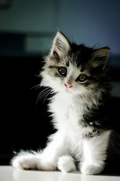 #Kitten